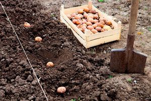 Коли садити картоплю навесні 2024