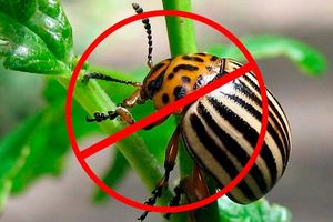 Кращі засоби від колорадського жука 2020 року