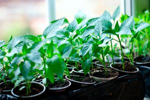 Простые советы: как вырастить рассаду дома