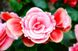 Бегония Камелия Флора - Camelia Flora pink-white