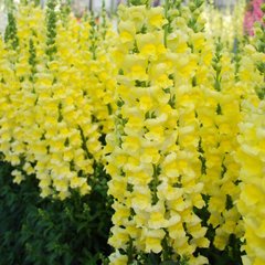 Антіррінум (ротики садові) Увертюра F1 (Фасовка: 100 шт; Колір: жовтий)