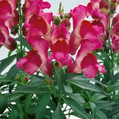 Антіррінум (ротики садові) Флорал Шоуер F1 (Фасовка: 100 шт; Колір: fuchsia)
