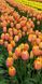 Тюльпан Dordogne, жовто-помаранчевий, 2 шт, Рожево-жовтий