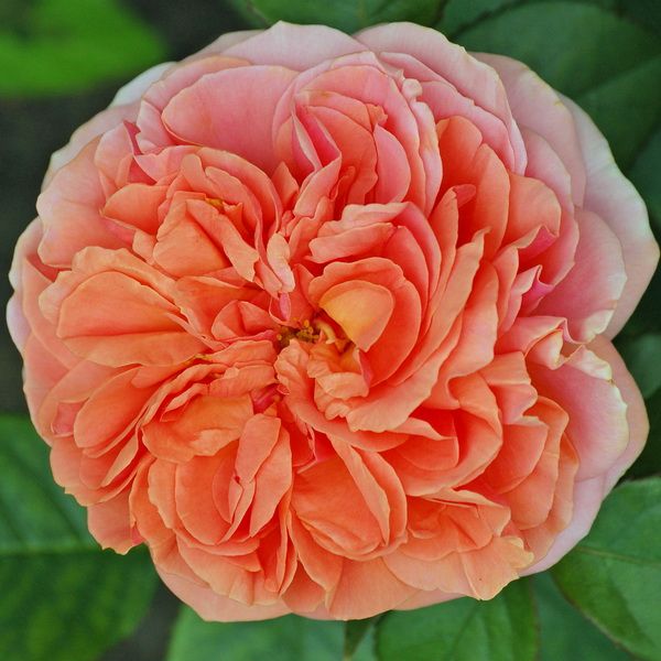 Троянда чайно-гібридна Чіпендейл (Фасовка: 1 шт)