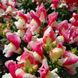 Антіррінум (ротики садові) Флорал Шоуер F1 (Фасовка: 1000 шт; Колір: coral bicolor)