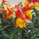 Антіррінум (ротики садові) Флорал Шоуер F1 (Фасовка: 100 шт; Колір: apricot bicolor)