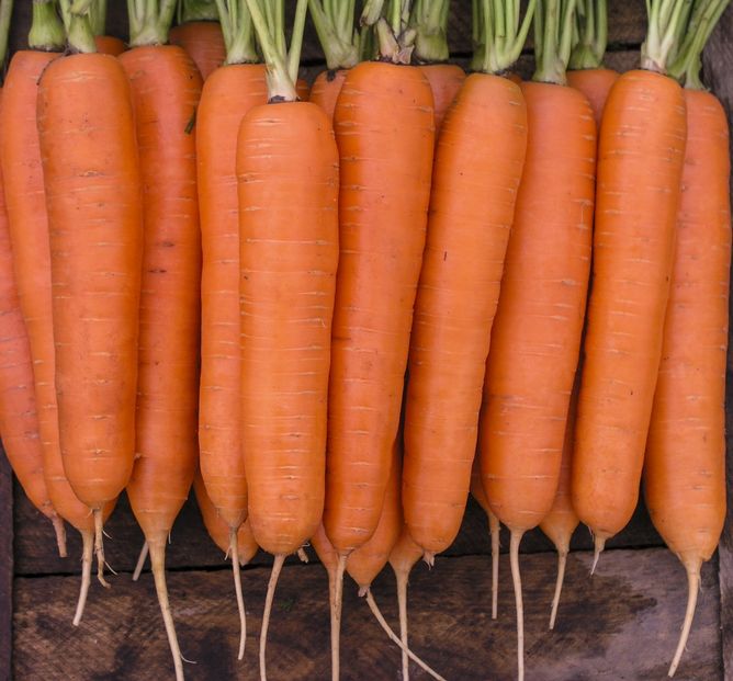 Морковь Элеганс F1 (Фасовка: 100 000 шт)