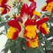 Антіррінум (ротики садові) Флорал Шоуер F1 (Фасовка: 100 шт; Колір: red & yellow)