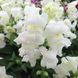 Антіррінум (ротики садові) Флорал Шоуер F1 (Фасовка: 1000 шт; Колір: white)