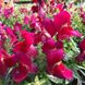 Антіррінум (ротики садові) Флорал Шоуер F1 (Фасовка: 100 шт; Колір: purple)