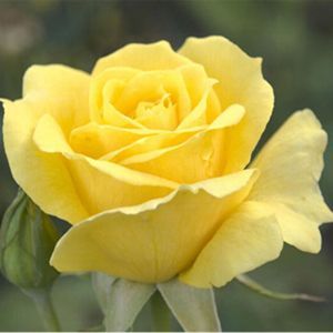 Троянда чайно-гібридна Єлоу Куїн Елізабет, 1 шт