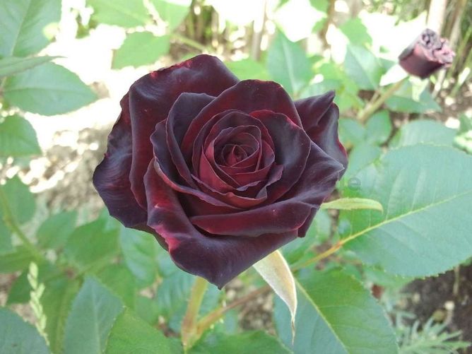 Троянда чайно-гібридна Блек Баккара (Фасовка: 1 шт)