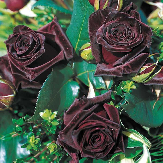 Роза чайно-гибридная Блек Баккара (Фасовка: 1 шт.)
