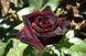 Роза чайно-гибридная Блек Баккара (Фасовка: 1 шт.)