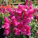 Антіррінум (ротики садові) Флорал Шоуер F1 (Фасовка: 100 шт; Колір: lilac)