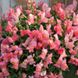 Антирринум (львиный зев) каскадный Кэнди Шауэр F1 (Фасовка: 50 шт; Цвет: pink)