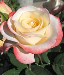 Троянда чайно-гібридна Белле Перл, 1 шт