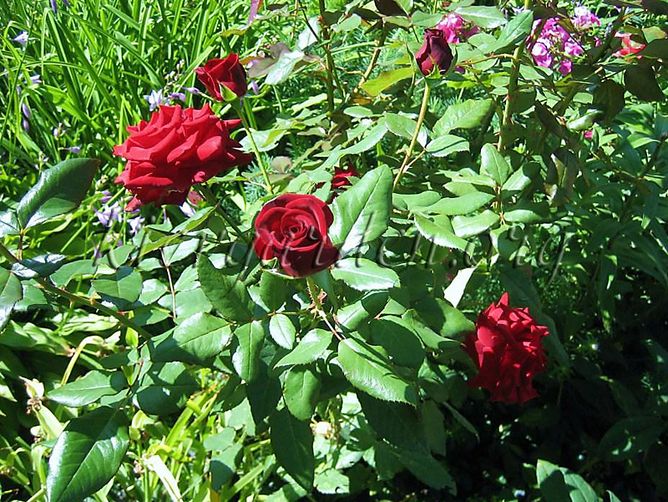 Роза чайно-гибридная Блек Меджик (Фасовка: 1 шт.)