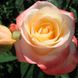 Троянда чайно-гібридна Белле Перл, 1 шт