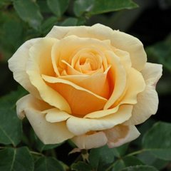 Троянда чайно-гібридна Даймонд Джубілі, 1 шт