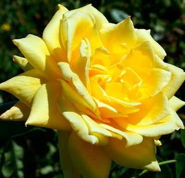 Троянда чайно-гібридна Кінгс Рамсон, 1 шт