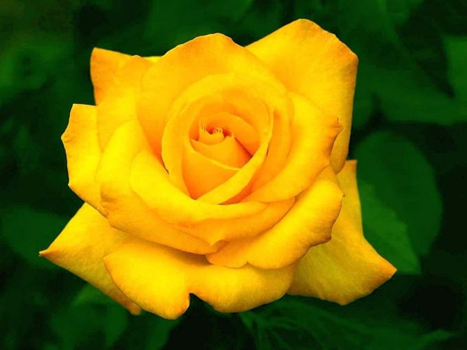 Троянда чайно-гібридна Кінгс Рамсон, 1 шт