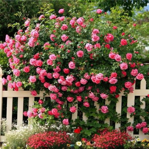 Троянда плетиста рожева Family Pink