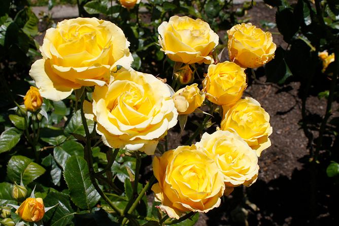 Троянда Кордес Голден Гейт, 1 шт