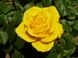 Троянда Кордес Голден Гейт, 1 шт