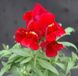 Антіррінум (ротики садові) Флорал Шоуер F1 (Фасовка: 1000 шт; Колір: scarlet)
