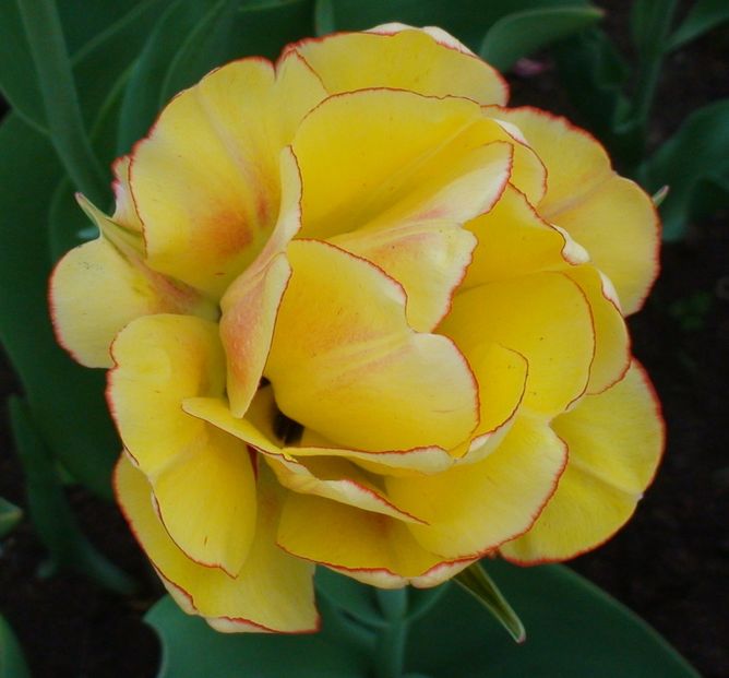 Тюльпан Akebono, 2 шт
