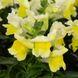 Антіррінум (ротики садові) Флорал Шоуер F1 (Фасовка: 1000 шт; Колір: yellow)