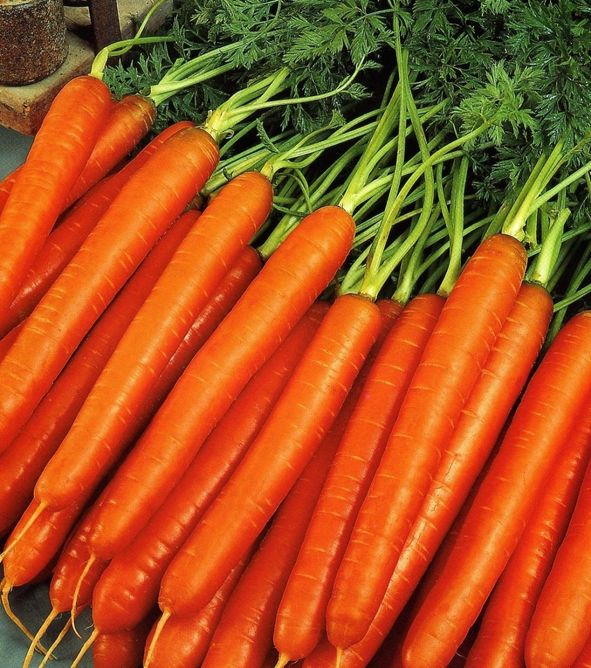 Морковь Рига (Фасовка: 100 000 шт)