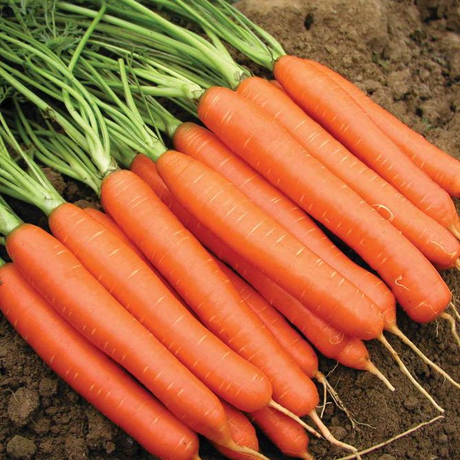 Морковь Нантес Тип-Топ (Фасовка: 1 г)