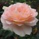 Роза чайно-гибридная Вивальди, 1 шт