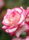 Троянда флорібунда Світхарт, 1 шт