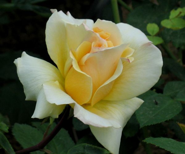Троянда чайно-гібридна Еліна (Фасовка: 1 шт)