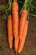 Морковь Сетан F1 (Фасовка: 100 000 шт)