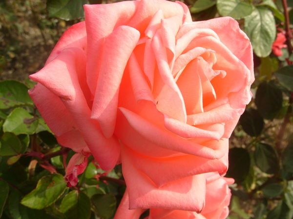 Троянда чайно-гібридна Дольче Віта, 1 шт