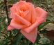 Роза чайно-гибридная Дольче Вита, 1 шт