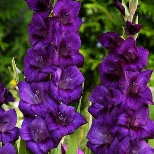 Гладиолус Волбит, фиолетовый, 2 шт, темно-фиолетовый