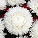 Астра хризантемовидная Леди Корал (Фасовка: 1 г; Цвет: белый)