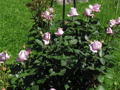 Роза чайно-гибридная Блю Мун (Фасовка: 1 шт.)