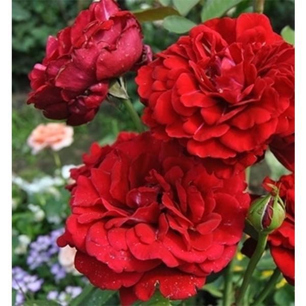 Троянда плетиста Нахелгут (Фасовка: 1 шт)