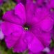Петуния грандифлора Тритуния F1 (Фасовка: 500 шт; Цвет: violet)