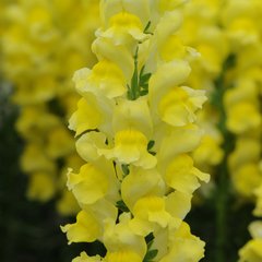 Антіррінум (ротики садові) Потамак F1 (Фасовка: 100 шт; Колір: yellow)