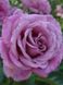 Троянда чайно-гібридна Віолет Парфум (Фасовка: 1 шт)