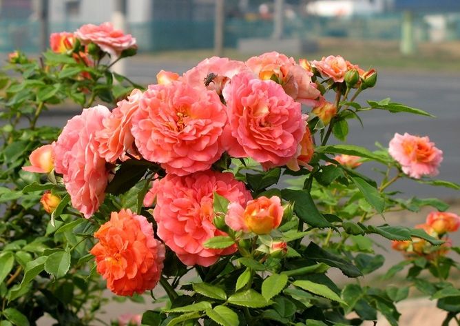 Троянда Кордес Гебрюдер Грімм (Фасовка: 1 шт)
