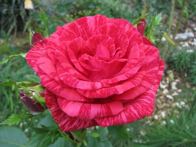 Роза чайно-гибридная Ред Интуишн (Фасовка: 1 шт.)