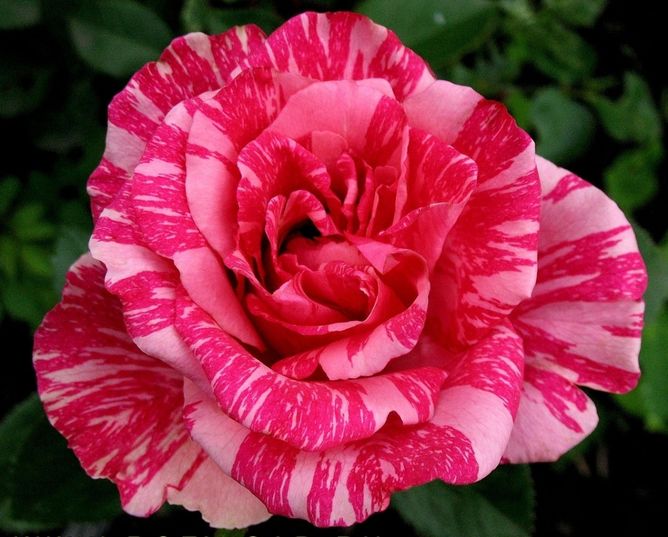 Роза чайно-гибридная Ред Интуишн (Фасовка: 1 шт.)